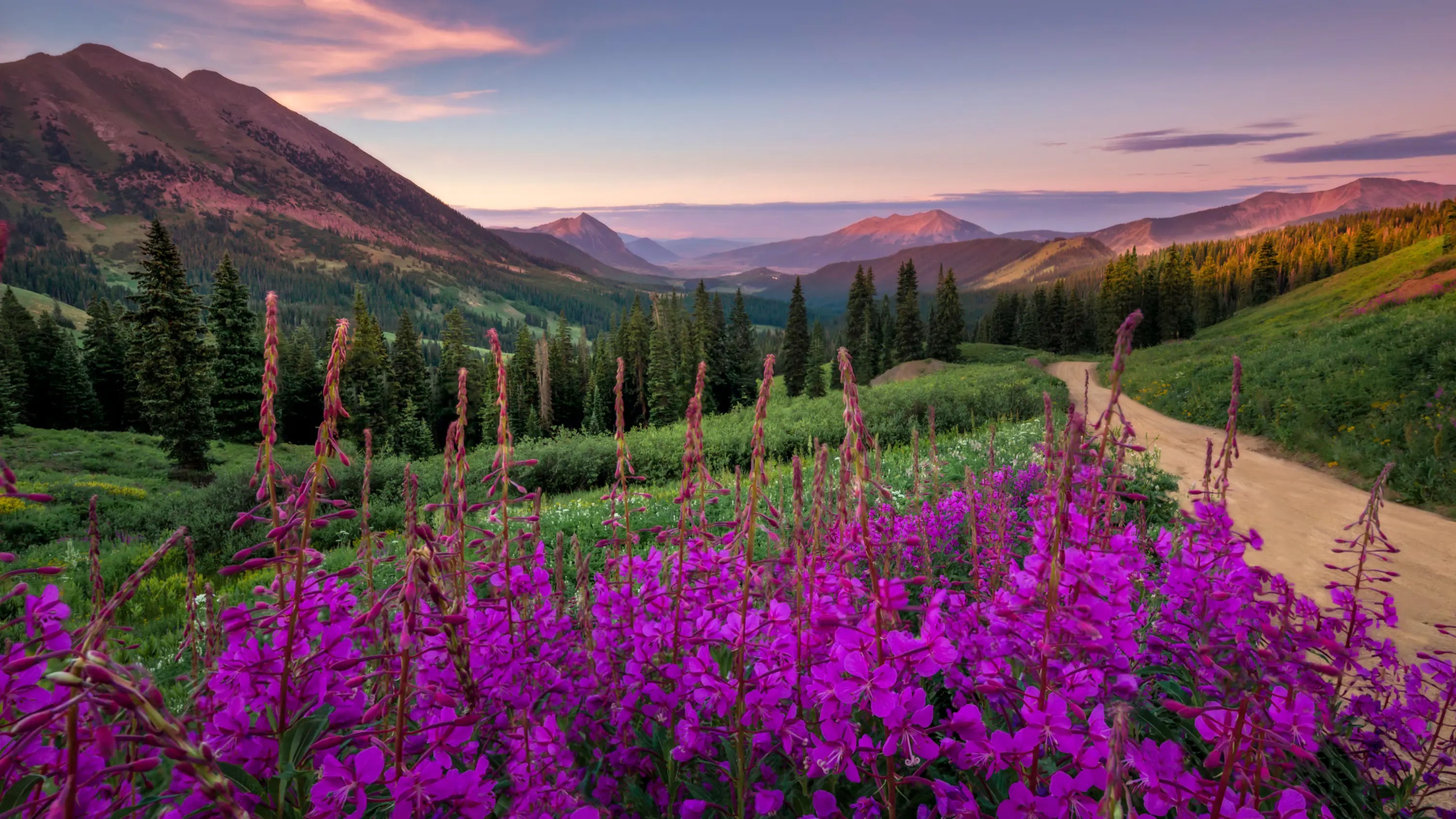 Leuchtend rosa Weidenröschen im Vordergrund vor einer alpinen Berglandschaft mit Weg und Nadelwald bei Sonnenuntergang.